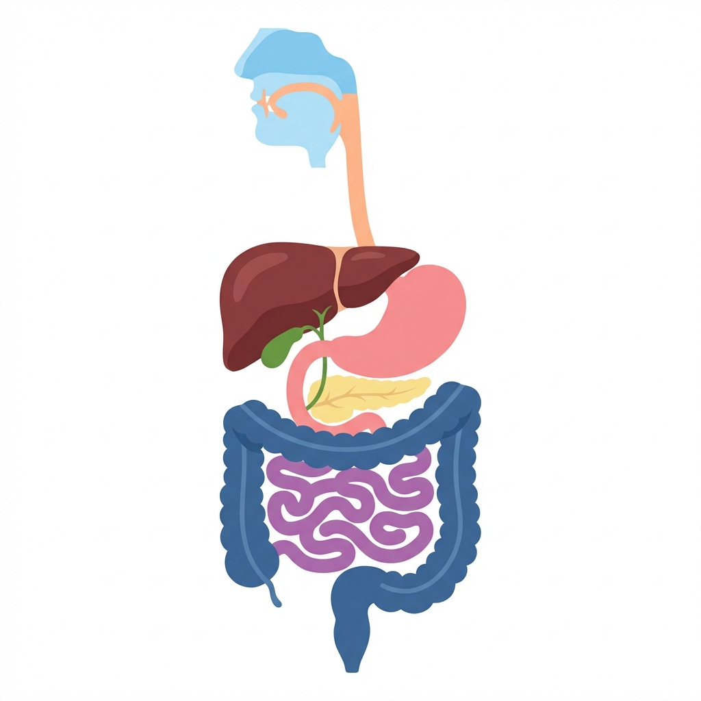 Human Digestive System